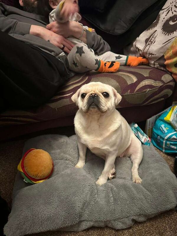 pug - Image 3 of 3