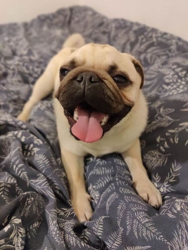 Pug