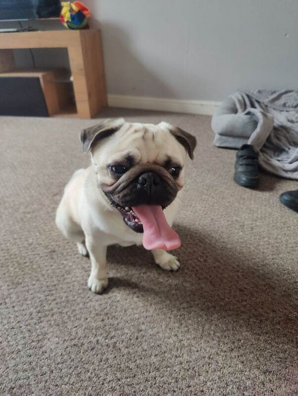 Pug - Image 2 of 4