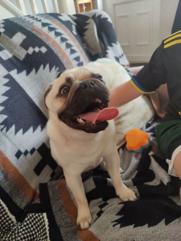 Pug - Image 3 of 4