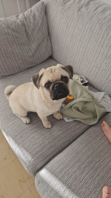Pug - Image 4 of 4