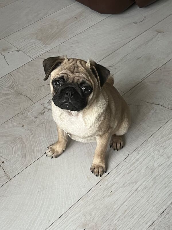 Pug puppies for sale in Templepatrick, County Antrim – 3 months old