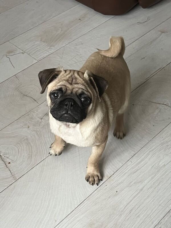 Pug beautiful girl fully inoculated & chipped - Image 2 of 3