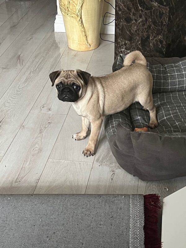 Pug beautiful girl fully inoculated & chipped - Image 3 of 3