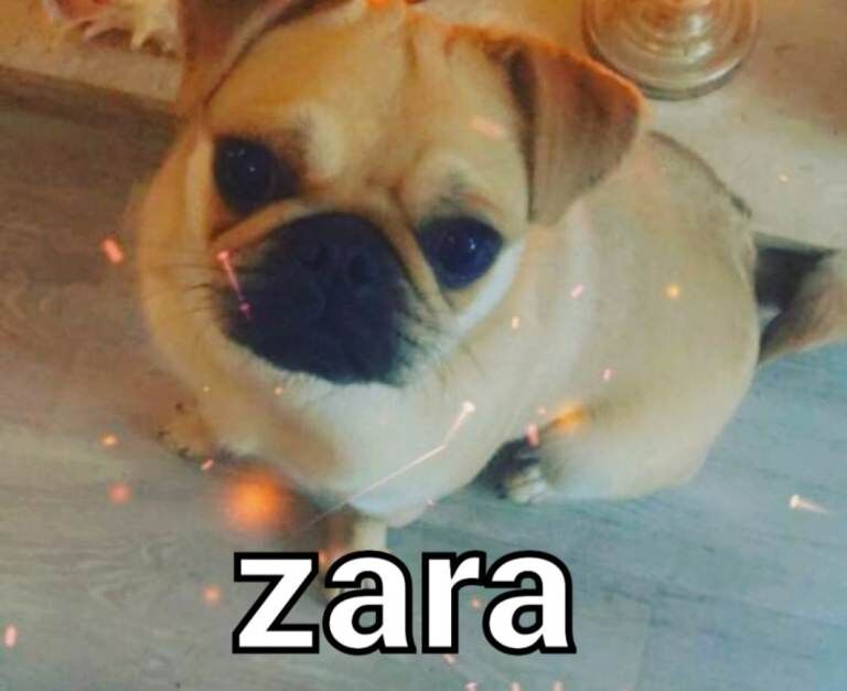 Pug bitch