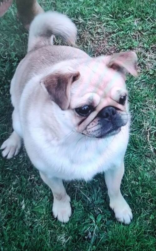 Pug bitch - Image 2 of 3