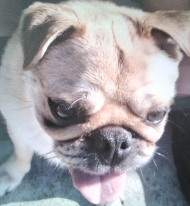 Pug bitch - Image 3 of 3
