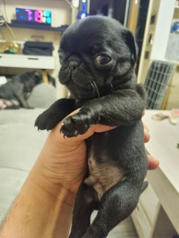 Pug puppies for sale in Bradford, West Yorkshire – 6 weeks old