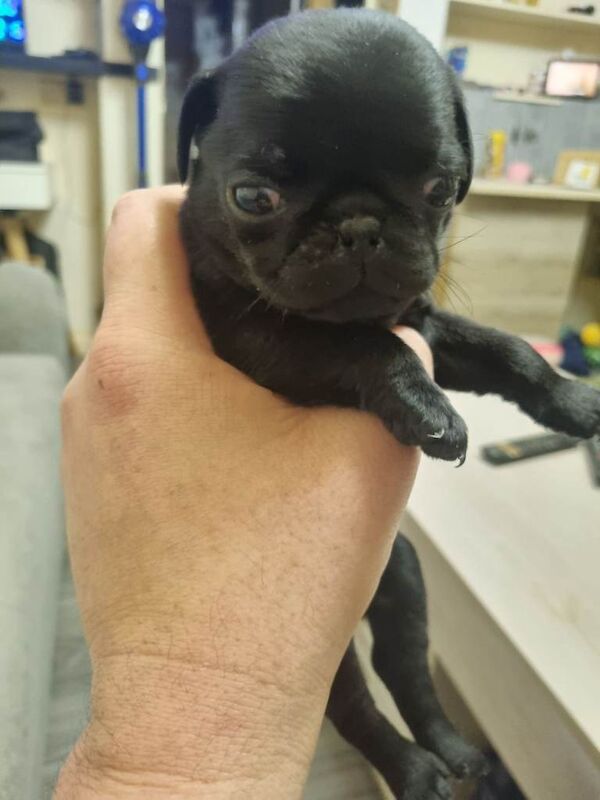 Pug puppies for sale in Bradford, West Yorkshire – 6 weeks old - Image 2 of 3
