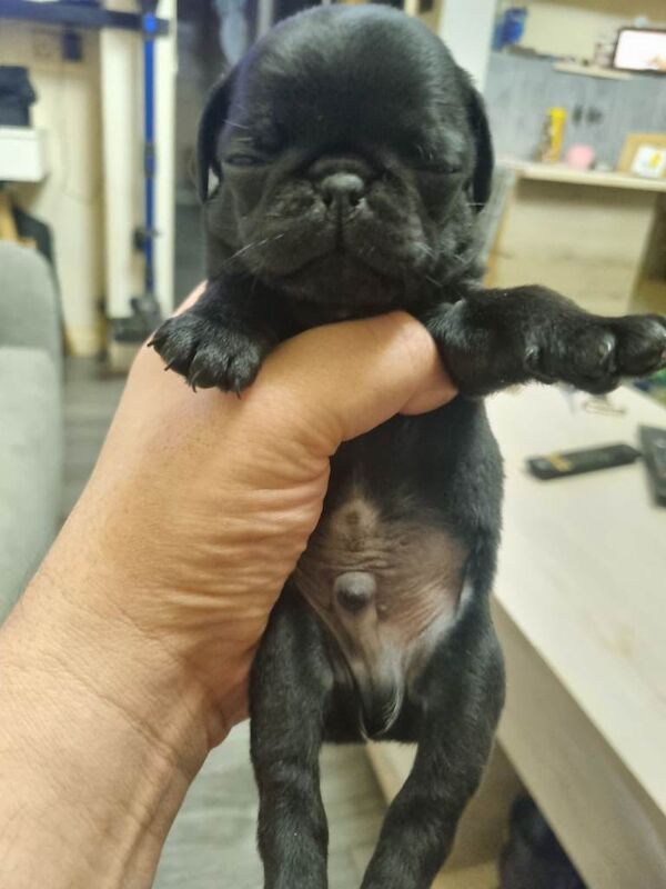 Pug puppies for sale in Bradford, West Yorkshire – 6 weeks old - Image 3 of 3
