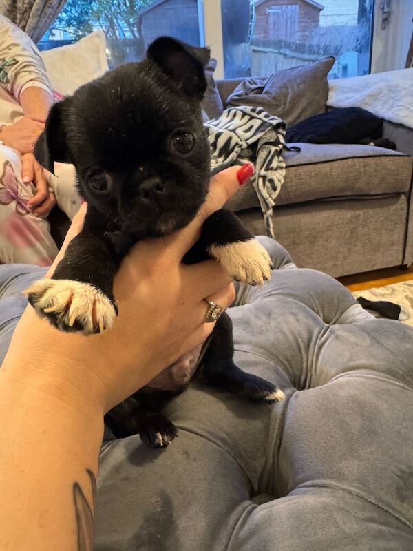 Pug/bugg pups
