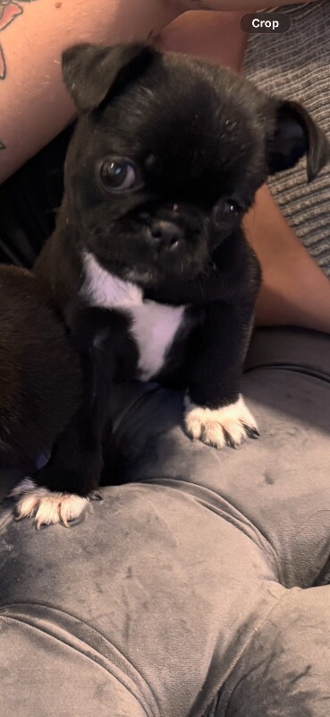 Pug/bugg pups - Image 2 of 4