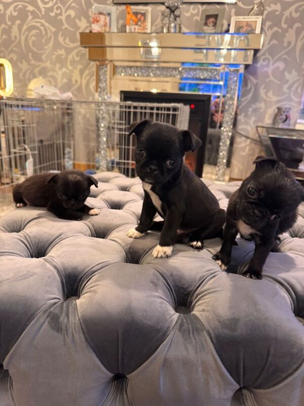 Pug/bugg pups - Image 3 of 4