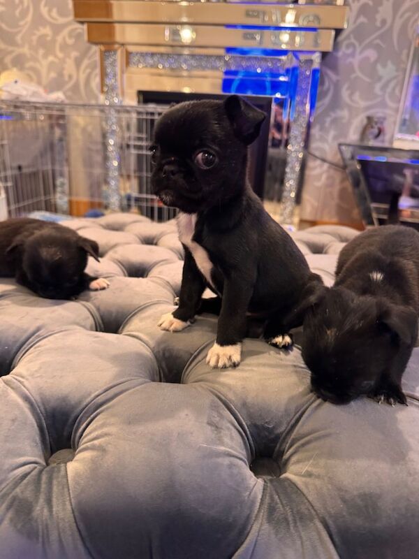 Pug/bugg pups - Image 4 of 4