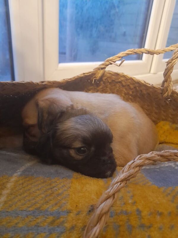 Pug puppies for sale in Sale, Greater Manchester – 9 months old - Image 1 of 3