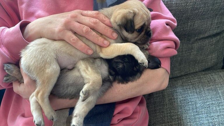 Pug puppies for sale in Sale, Greater Manchester – 9 months old - Image 2 of 3
