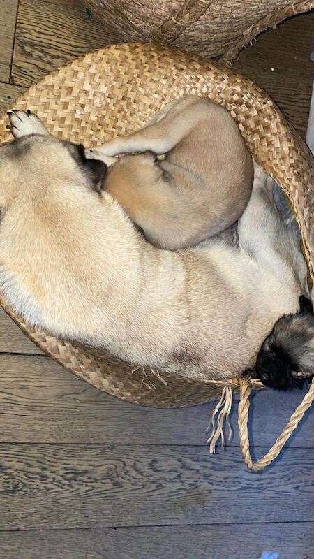 Pug puppies for sale in Sale, Greater Manchester – 9 months old - Image 3 of 3