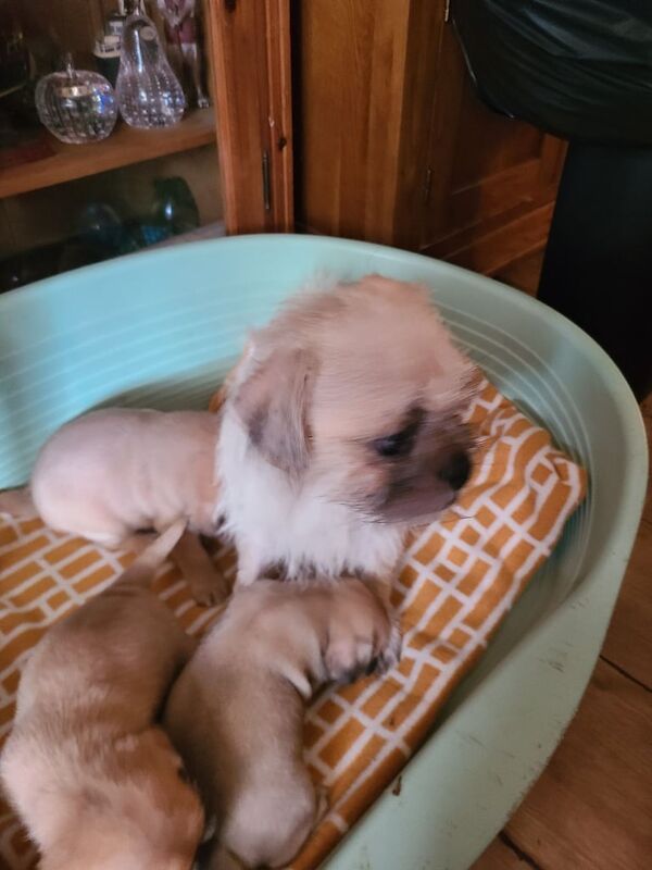 Pug cross border terrier - Image 2 of 3