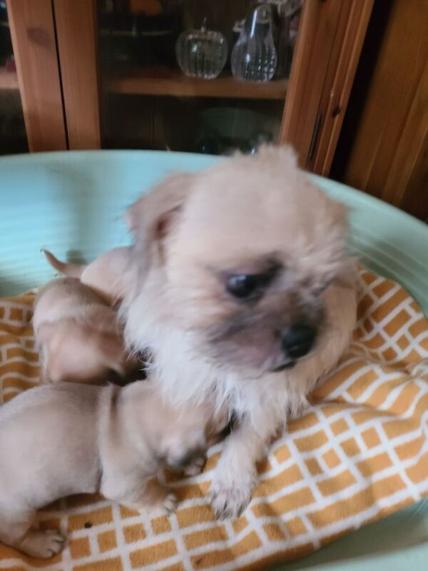 Pug cross border terrier - Image 3 of 3
