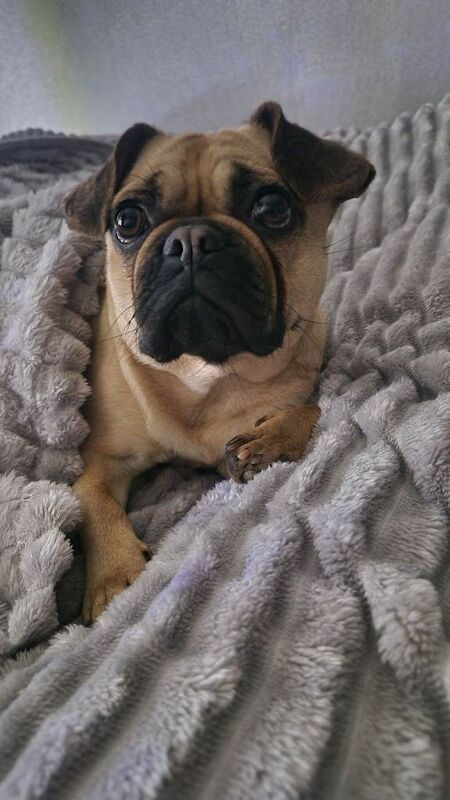 Pug cross frenchie - Image 2 of 4