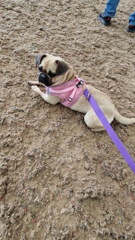Pug cross frenchie - Image 3 of 4