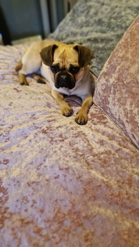 Pug cross frenchie - Image 4 of 4