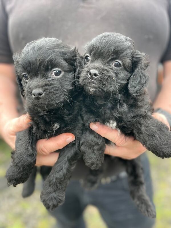 Pug puppies for sale in Dunfermline, Fife – 11 weeks old