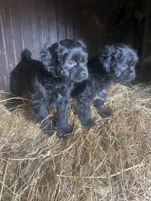 Pug puppies for sale in Dunfermline, Fife – 11 weeks old - Image 2 of 3