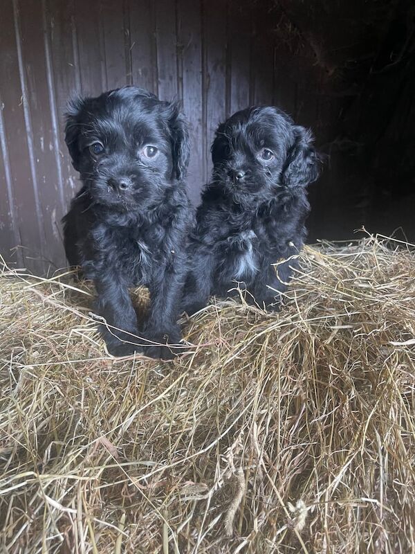 Pug puppies for sale in Dunfermline, Fife – 11 weeks old - Image 3 of 3