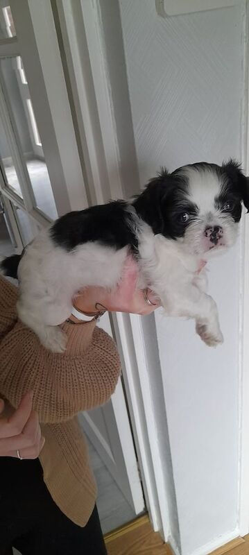 Pug puppies for sale in County Antrim – 11 months old - Image 2 of 3