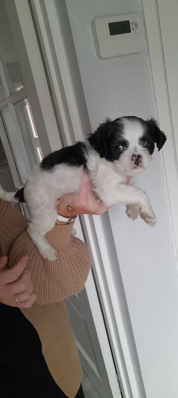 Pug puppies for sale in County Antrim – 11 months old - Image 3 of 3