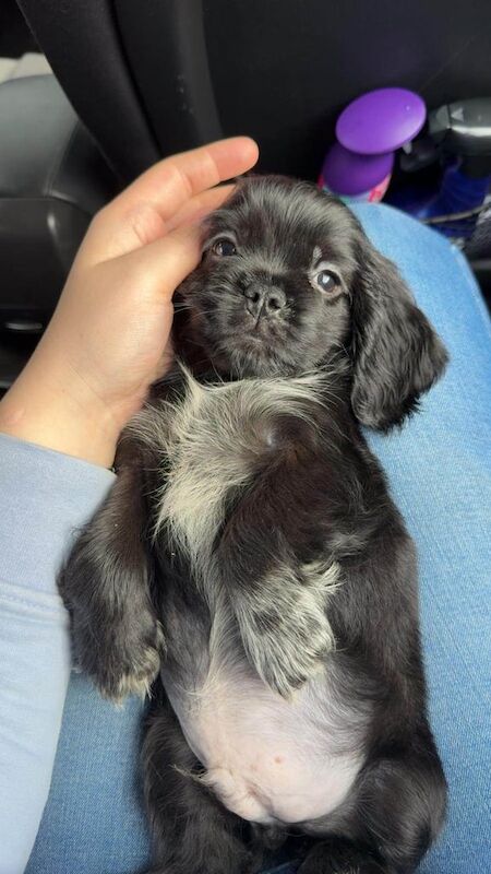Pug puppies for sale in Belfast, County Antrim – 9 weeks old
