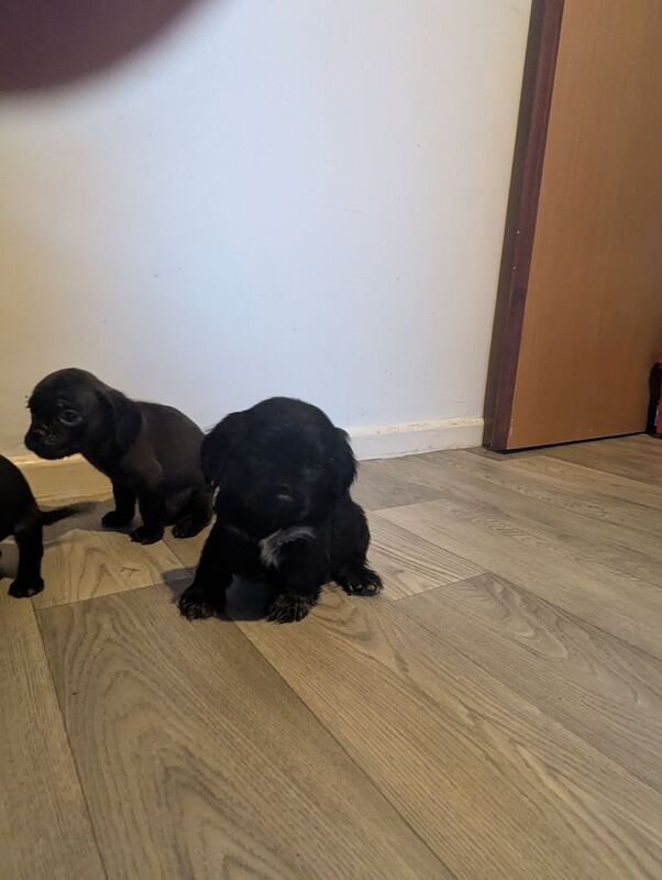 Pug puppies for sale in Belfast, County Antrim – 9 weeks old - Image 3 of 3