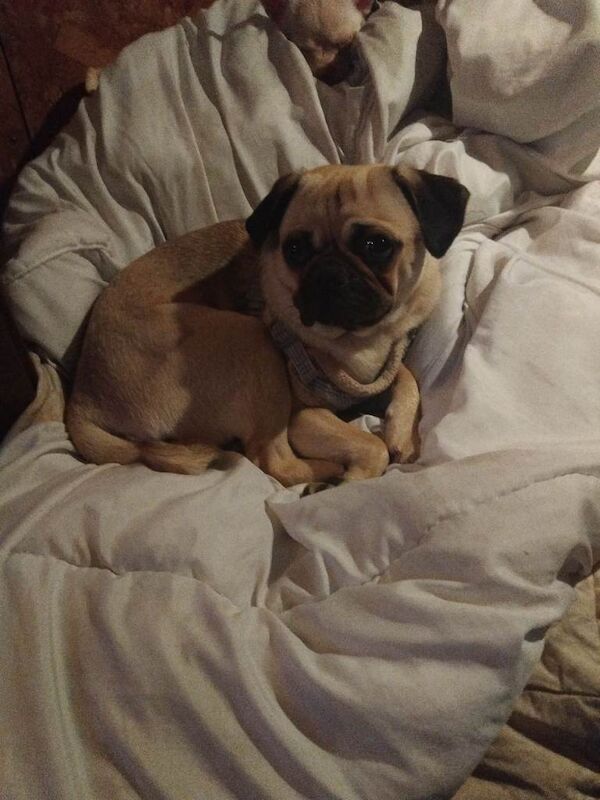 Pug dog 1 year old