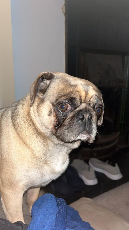 Pug dog for sale in Portsmouth, Hampshire | Image 2