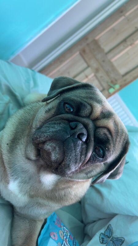 Pug for adoption in Portsmouth, Hampshire – KC registered, 1 year old - Image 3 of 5