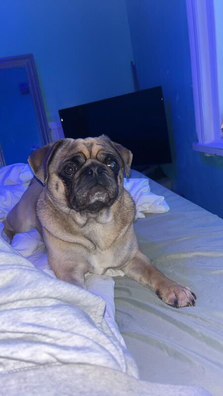 Pug dog for sale in Portsmouth, Hampshire | Image 4