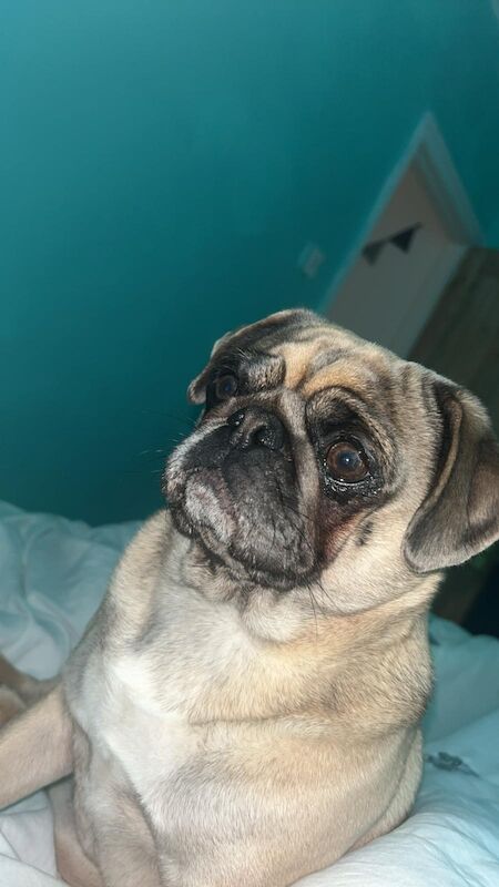 Pug for adoption in Portsmouth, Hampshire – KC registered, 1 year old - Image 5 of 5