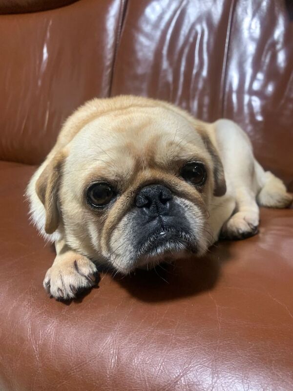 Pug puppies for sale in Bradford, West Yorkshire – 4 years old - Image 2 of 3