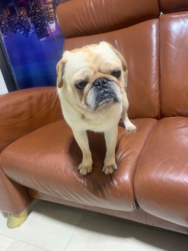 Pug puppies for sale in Bradford, West Yorkshire – 4 years old - Image 3 of 3