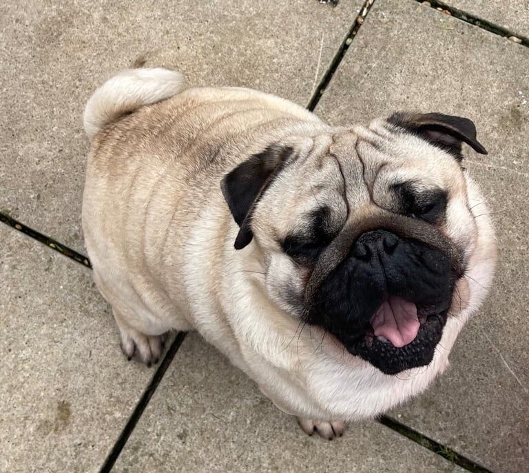 Pug puppies for sale in Oxford, Oxfordshire – 6 years old