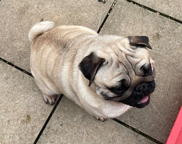 Pug puppies for sale in Oxford, Oxfordshire – 6 years old - Image 2 of 3