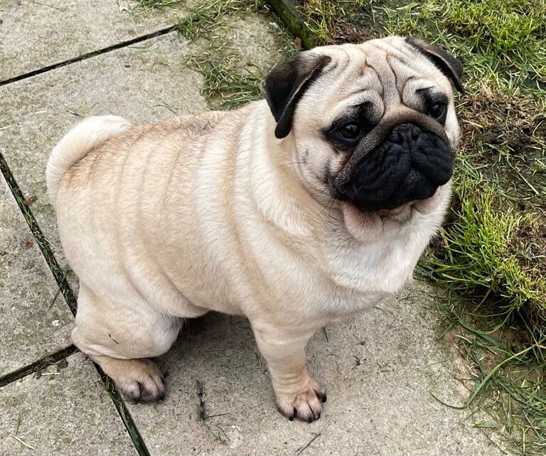Pug puppies for sale in Oxford, Oxfordshire – 6 years old - Image 3 of 3
