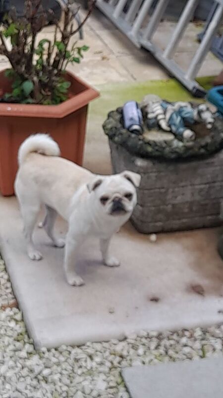 Pug puppies for sale in Sherborne, Dorset – 1 year old