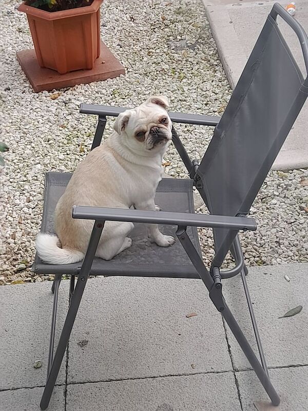 Pug puppies for sale in Sherborne, Dorset – 1 year old - Image 2 of 4