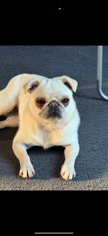 Pug puppies for sale in Sherborne, Dorset – 1 year old - Image 4 of 4