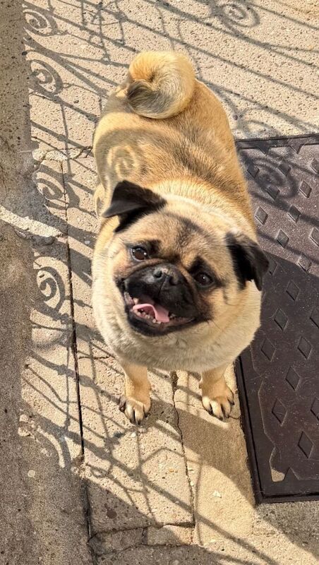 Pug Puppies For Sale Under £1,000