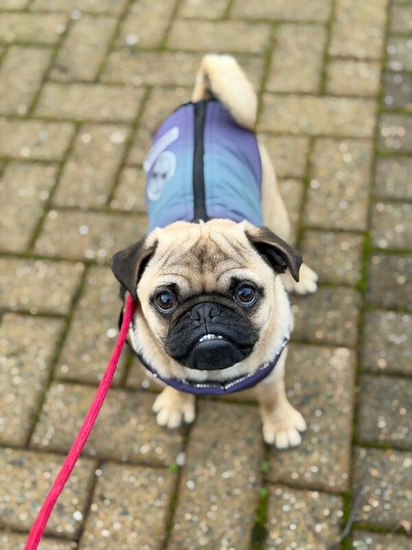 Pug puppies for sale in Londonderry, County Londonderry – 8 months old