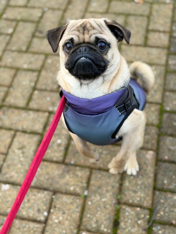 Pug puppies for sale in Londonderry, County Londonderry – 8 months old - Image 2 of 5
