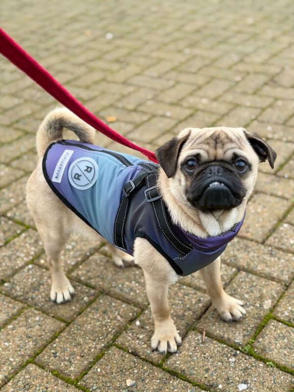 Pug puppies for sale in Londonderry, County Londonderry – 8 months old - Image 3 of 5